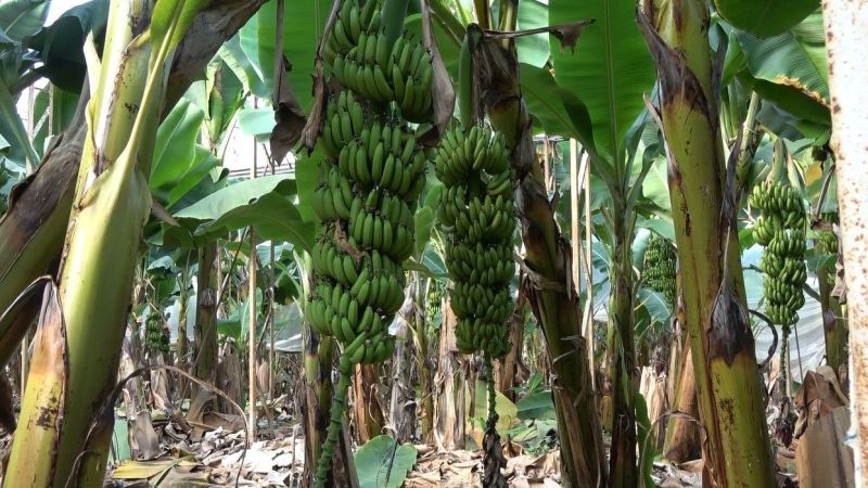 Muz fiyatları üreticinin yüzünü güldürüyor