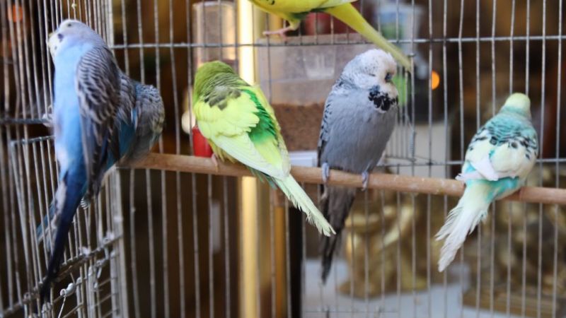 Depremler sonrası ötücü kuşlar revaçta