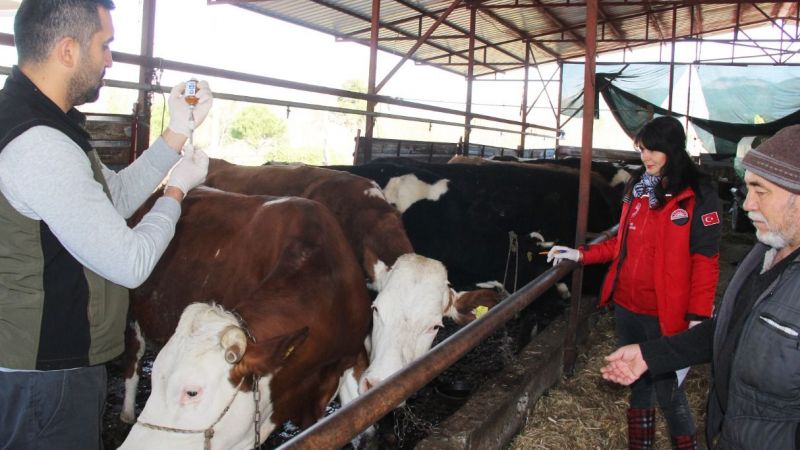 Büyükbaş hayvanlara aşılama sürüyor