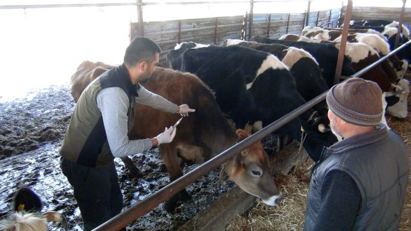 Büyükbaş hayvanlara aşılama sürüyor