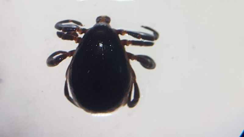 Çıplak elle keneye dokunmayın!