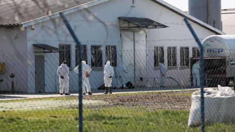 Polonya'da 37 bin ördek itlaf ediliyor