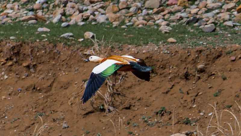 SADAKATİN SİMGESİ DÖNDÜ