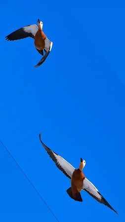 SADAKATİN SİMGESİ DÖNDÜ