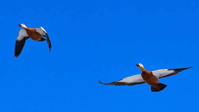SADAKATİN SİMGESİ DÖNDÜ