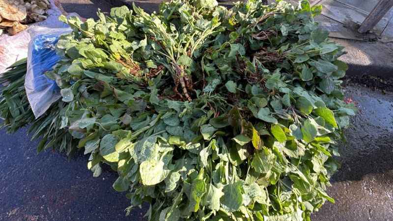 Kuzu kulağı her derde deva