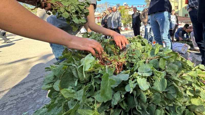 Kuzu kulağı her derde deva