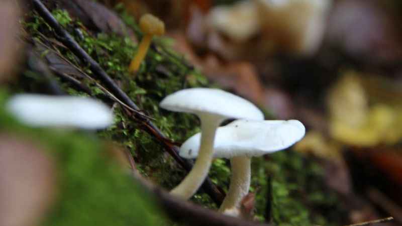 Mantar zehirlenmelerine dikkat!