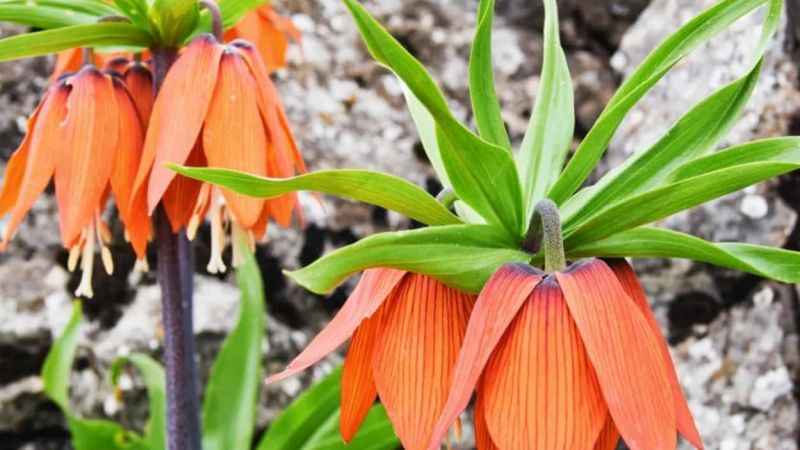 244 bin liranız yoksa kopartmayın!