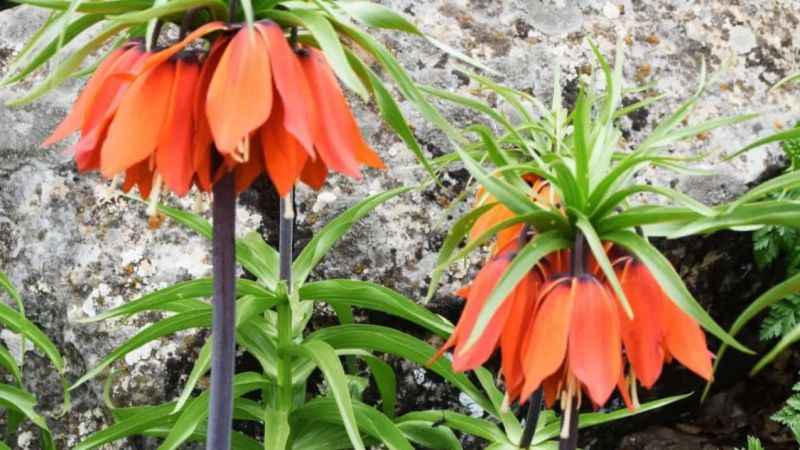 244 bin liranız yoksa kopartmayın!