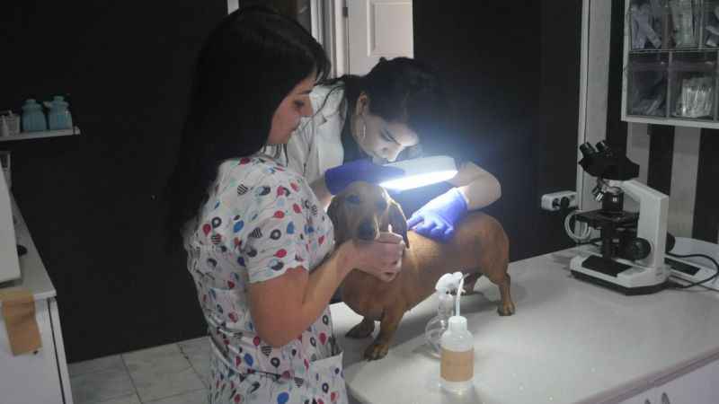 Uyuz salgınının sebebi hayvanlar değil