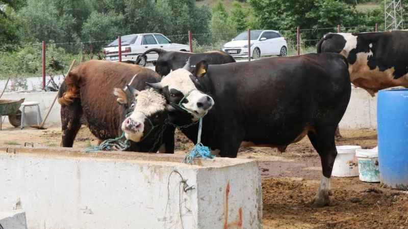 Samsun Hayvan Pazarı kapalı tutulacak