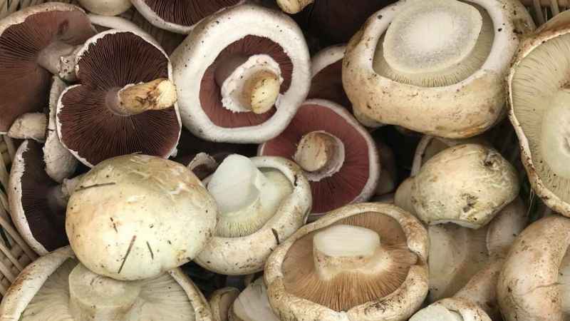 Toplandığınız her mantarı yemeyin!