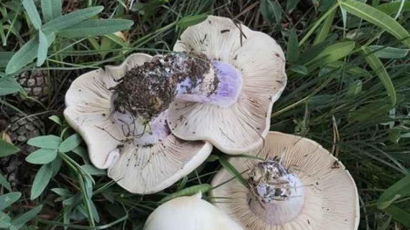 Toplandığınız her mantarı yemeyin!