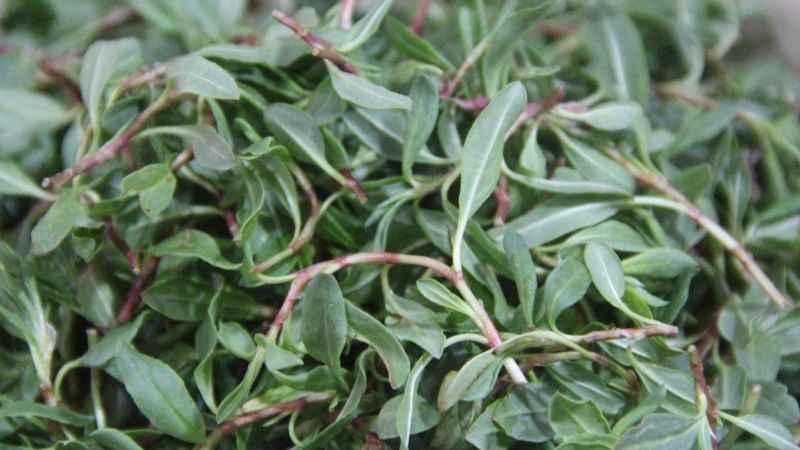 Yol kenarında yetişiyor, kanseri önlüyor