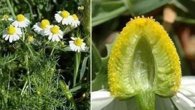 Her papatyanın çayı içilmez!