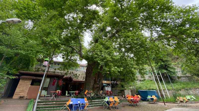 Bu çınar ağacı tam bin yıllık!