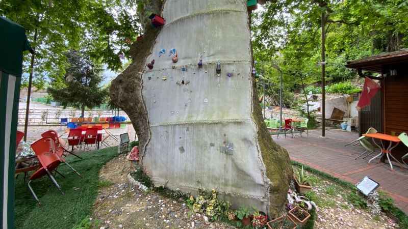 Bu çınar ağacı tam bin yıllık!