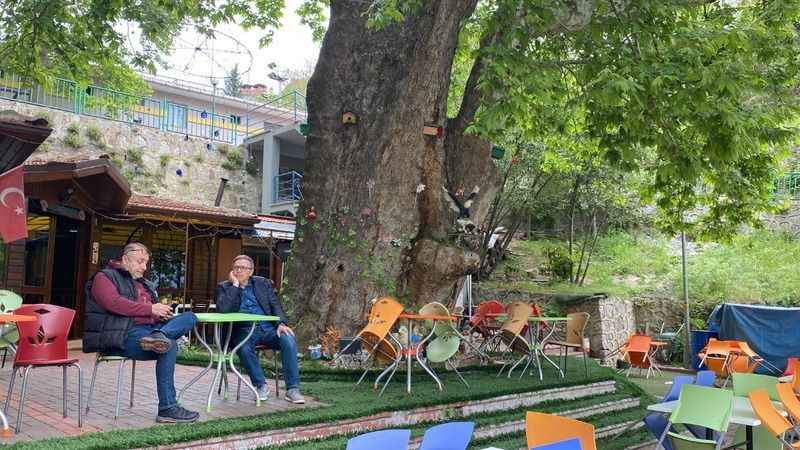 Bu çınar ağacı tam bin yıllık!