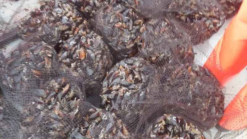 Zonguldak'ta çiftlik midyesi üretiliyor