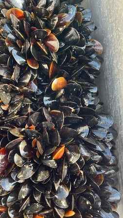 Zonguldak'ta çiftlik midyesi üretiliyor