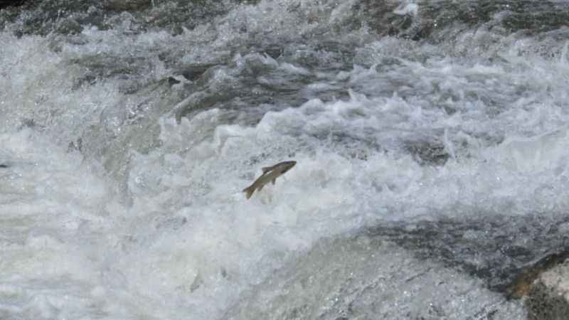 Kars'ta kefallerin ölüm göçü başladı