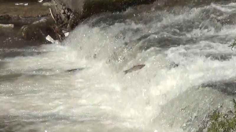 Kars'ta kefallerin ölüm göçü başladı