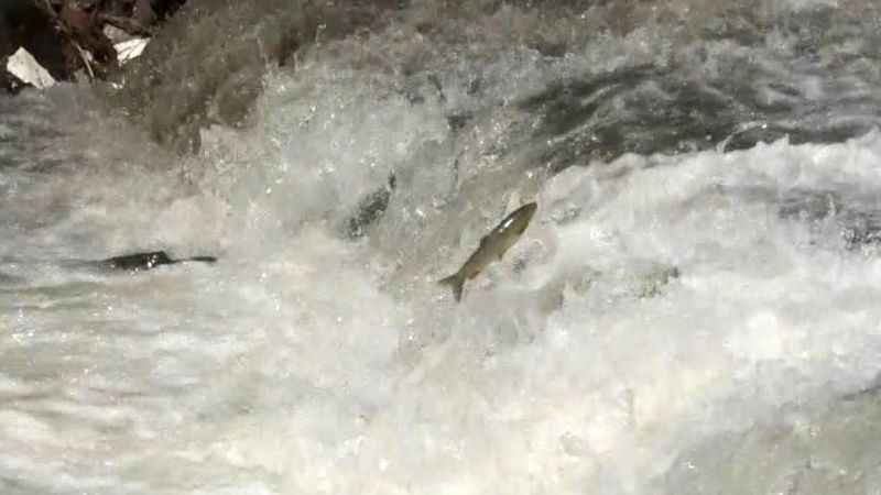 Kars'ta kefallerin ölüm göçü başladı