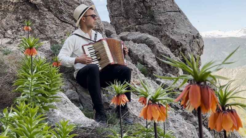 Tunceli’nin ters laleleri de çiçek açtı