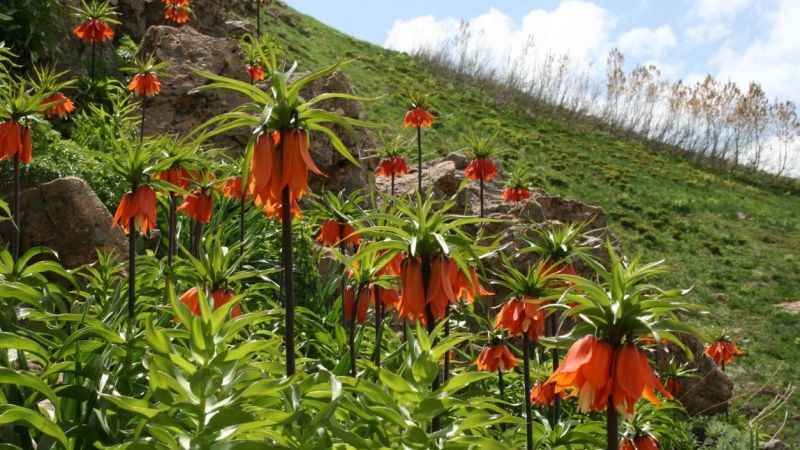 Tunceli’nin ters laleleri de çiçek açtı