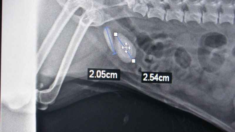 Evcil hayvanınızda bu şikayetlere dikkat!