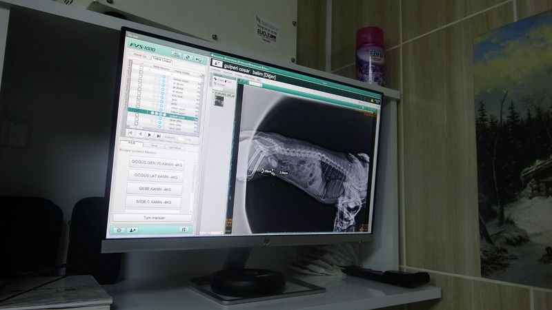 Evcil hayvanınızda bu şikayetlere dikkat!