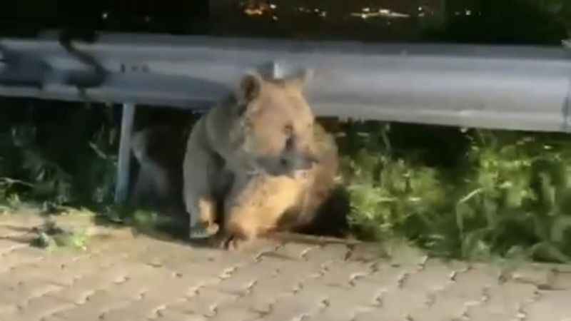 Bursa'da yabani hayvanlar şehre indi