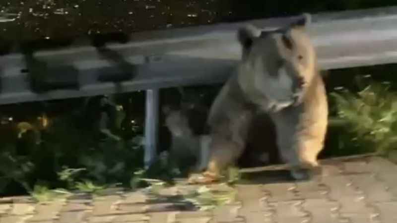 Bursa'da yabani hayvanlar şehre indi