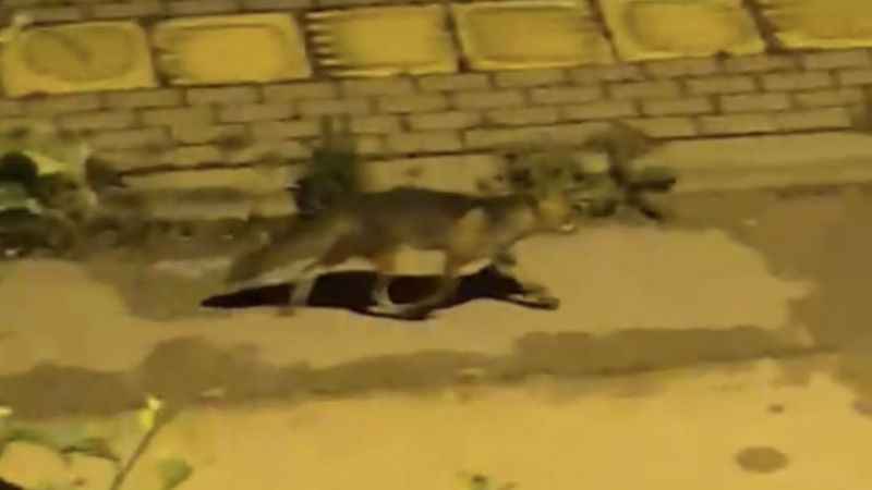 Bursa'da yabani hayvanlar şehre indi