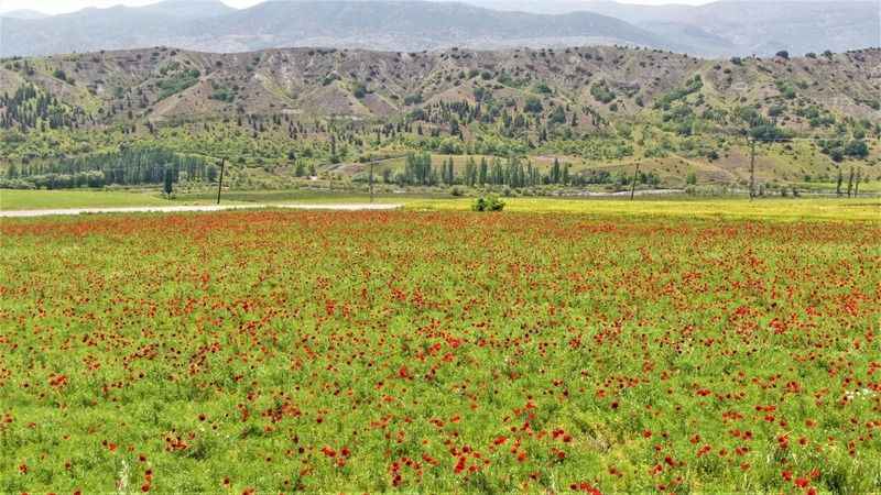 Elazığ'da görsel şölen: Gelincik tarlaları 