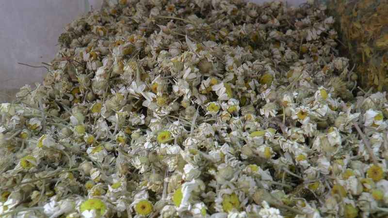 Yaz nezlesini zencefille atlatın