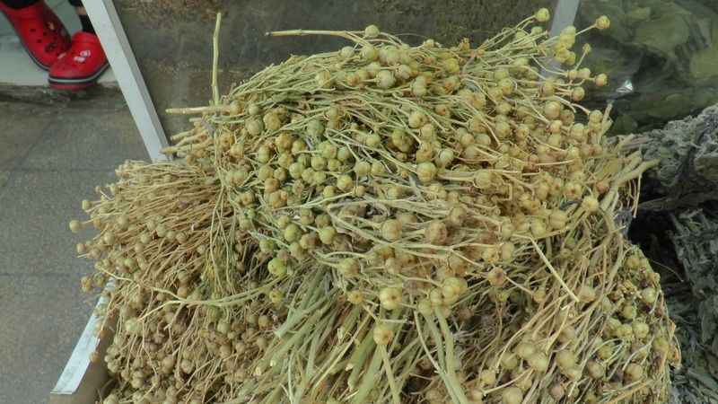 Yaz nezlesini zencefille atlatın