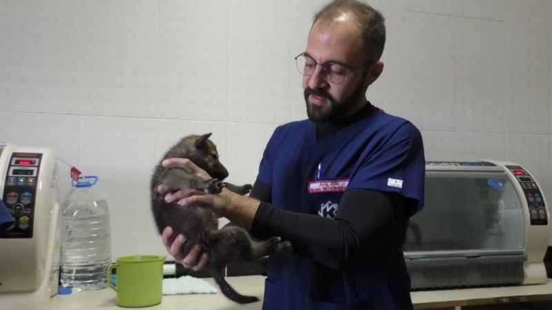 Yavru kurtlar biberonla besleniyor