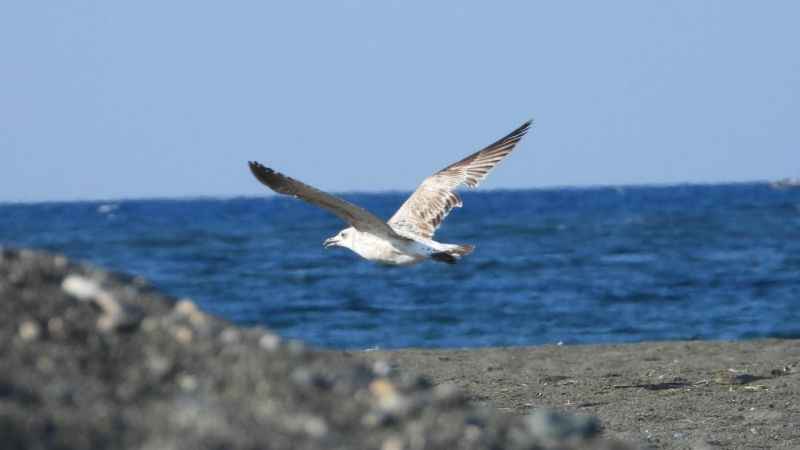 Samandağ'da kartpostallık kuş manzaraları