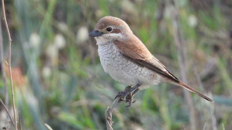 Samandağ'da kartpostallık kuş manzaraları