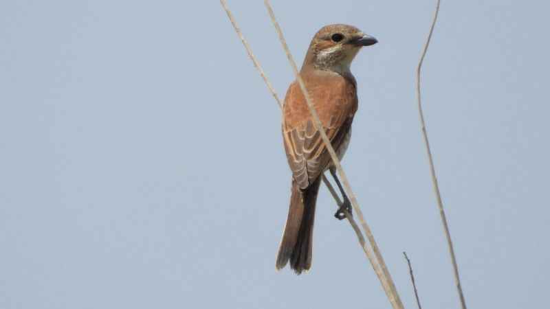 Samandağ'da kartpostallık kuş manzaraları