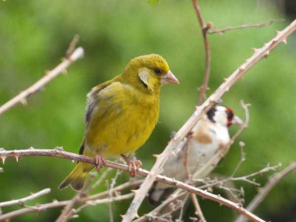 Samandağ'da kartpostallık kuş manzaraları