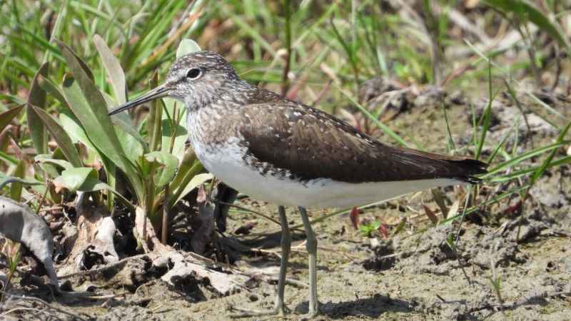 Samandağ'da kartpostallık kuş manzaraları
