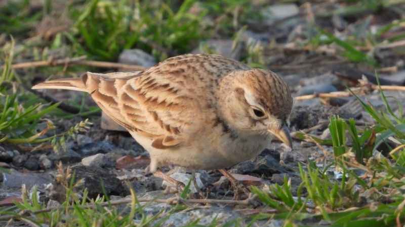 Samandağ'da kartpostallık kuş manzaraları