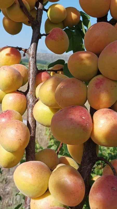 Mersin’de kayısının kilosu 8 liraya kadar düştü