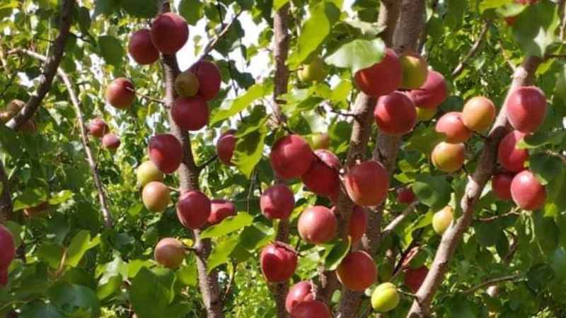 Mersin’de kayısının kilosu 8 liraya kadar düştü