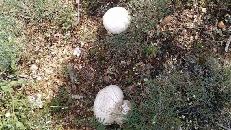 Mantarlara dikkat: Ölüme yol açabilir