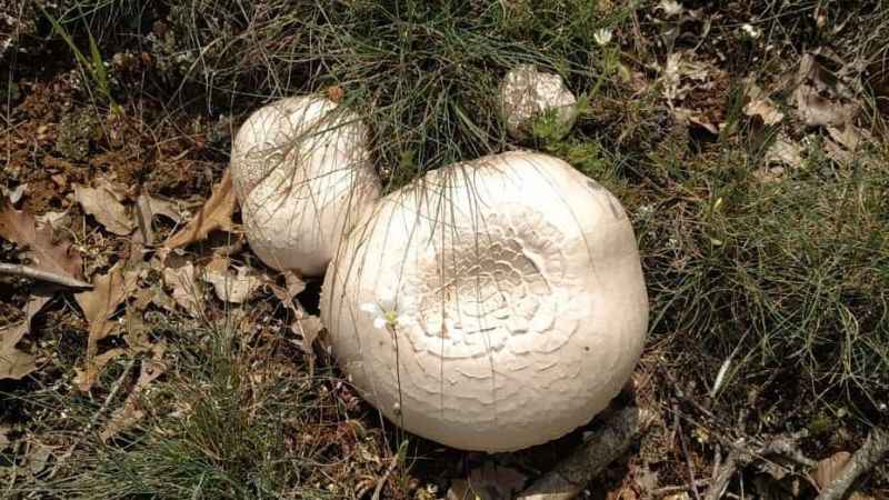 Mantarlara dikkat: Ölüme yol açabilir