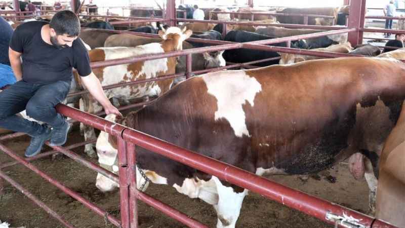 Kurbanlık alımlarında keneye dikkat